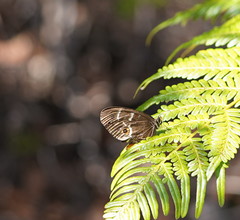 Tisiphone abeona abeona