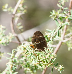 Tisiphone abeona abeona