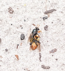 Sericophorus viridis