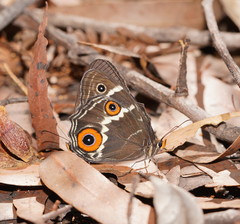 Tisiphone abeona abeona