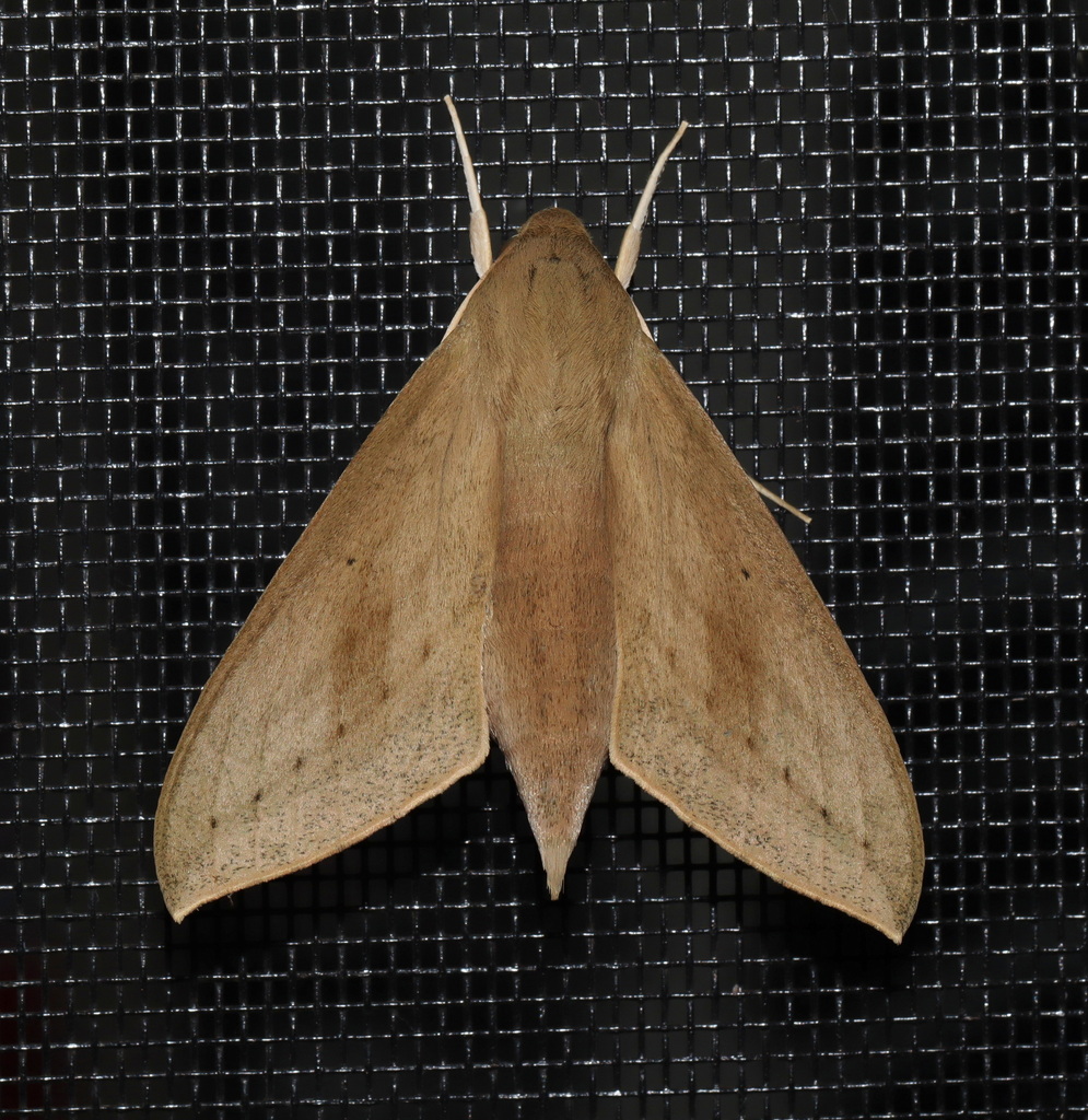 Tryon's Hawkmoth