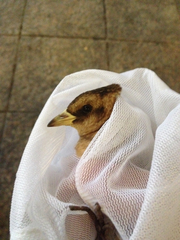 Coturnicops noveboracensis