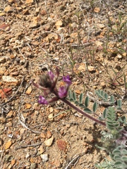 Astragalus malacus