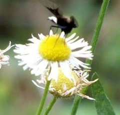 Ogcodocera leucoprocta