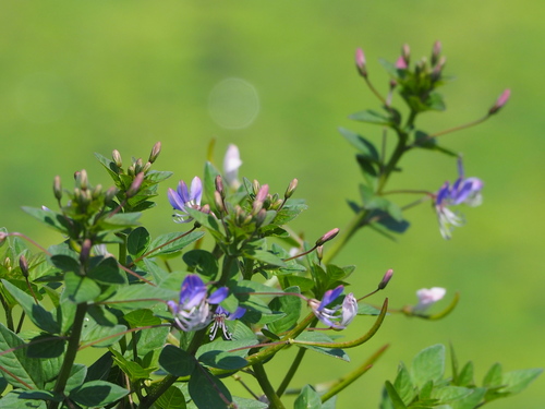 Cleome rutidosperma