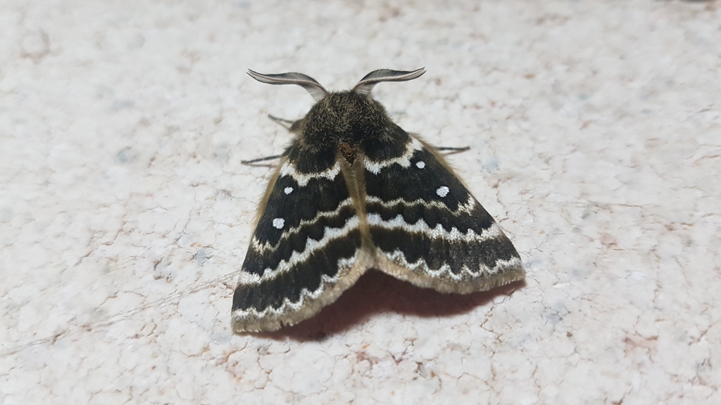 Anthela euryphrica