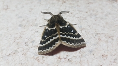 Anthela euryphrica