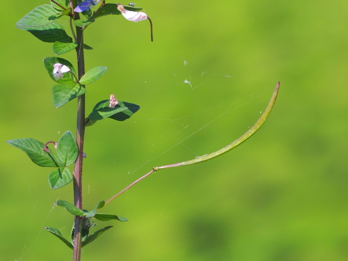 Cleome rutidosperma