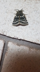 Anthela euryphrica