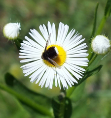 Ogcodocera leucoprocta