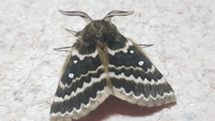 Anthela euryphrica