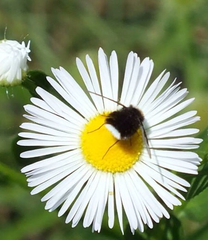 Ogcodocera leucoprocta