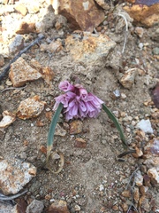 Allium parvum