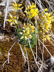 Draba aizoides