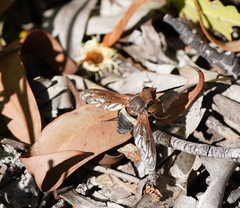 Ligyra punctipennis