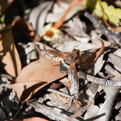 Ligyra punctipennis