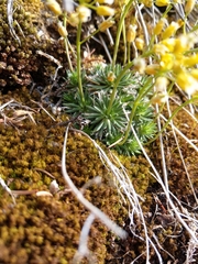 Draba aizoides