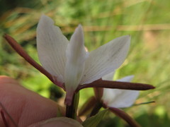 Eulophia ovalis