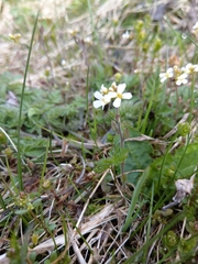 Arabidopsis halleri