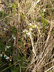 Arabidopsis halleri
