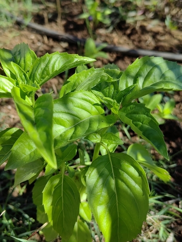 Foto de Manjericão