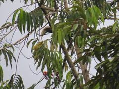 Anthracoceros malayanus