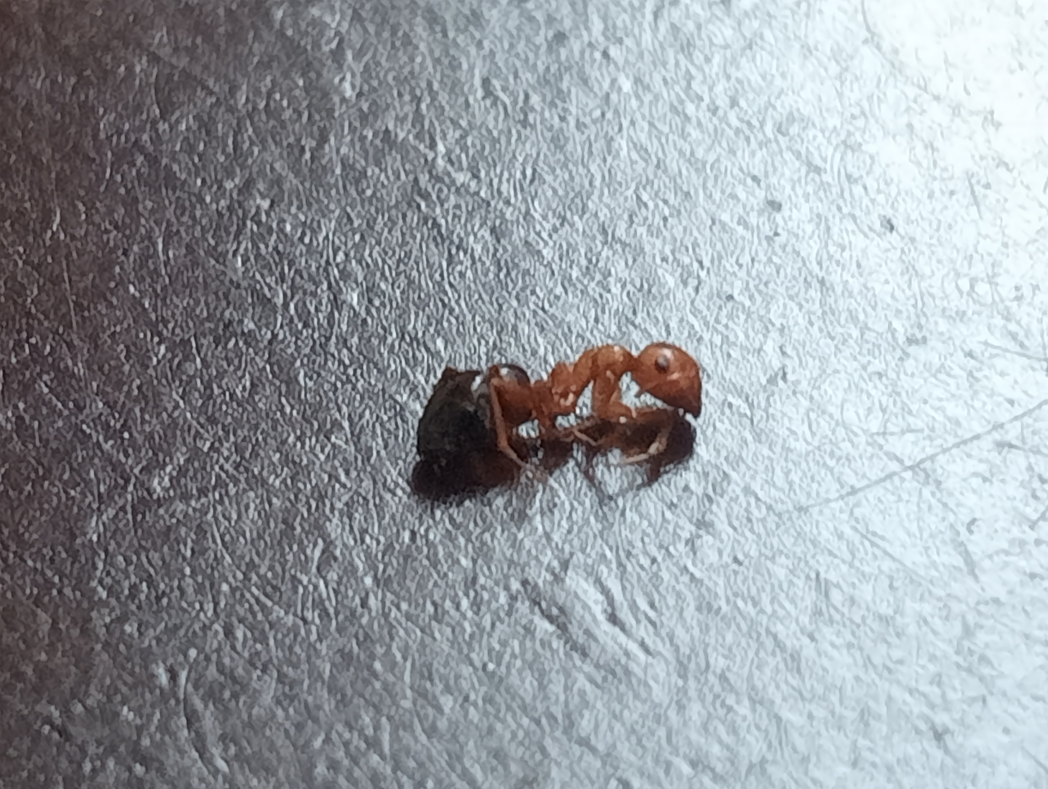 Camponotus honaziensis