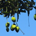 Indian Mango - Photo (c) 葉子, some rights reserved (CC BY-NC-ND), uploaded by 葉子