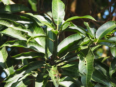 Indian mango