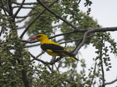 Oriolus kundoo