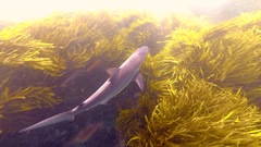 Carcharhinus obscurus