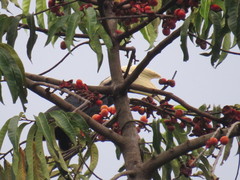 Anthracoceros malayanus