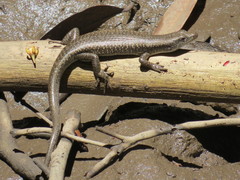 Emoia atrocostata