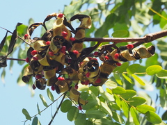 Adenanthera microsperma
