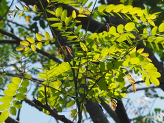 Adenanthera microsperma