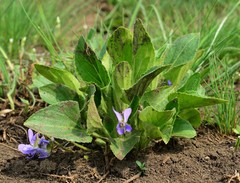Viola ambigua