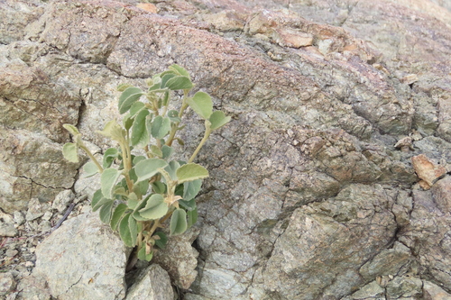 iNaturalist observation photo of Rock Hibiscus