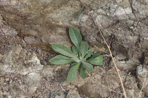 iNaturalist observation photo of desert tobacco
