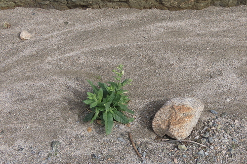iNaturalist observation photo of desert tobacco