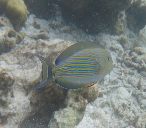 Striped Surgeonfish — seen at this dive site