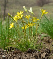 Gagea bulbifera