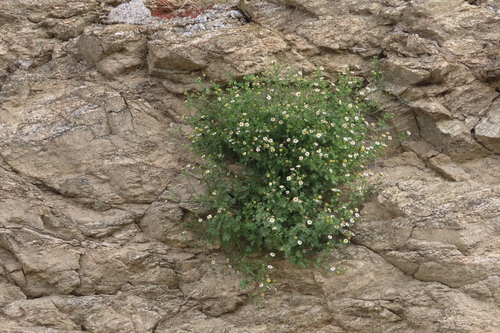 iNaturalist observation photo of Emory's rockdaisy