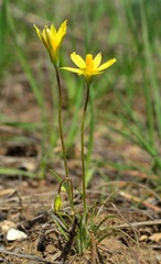 Gagea bulbifera