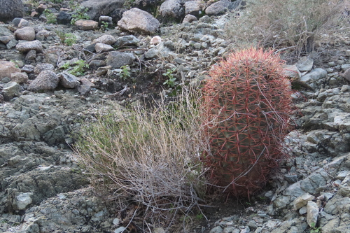iNaturalist observation photo of California Barrel Cactus