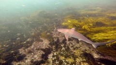 Carcharhinus obscurus