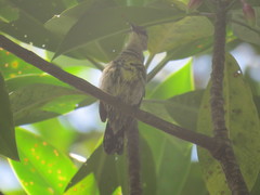 Leptocoma calcostetha