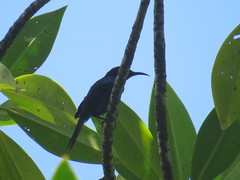 Leptocoma calcostetha