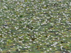 Nymphoides hydrophylla