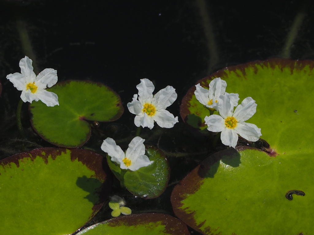 Nymphoides Taiwan (Nymphoides hydrophylla 'Taiwan')