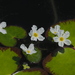 Nymphoides hydrophylla - Photo (c) 葉子, algunos derechos reservados (CC BY-NC-ND), uploaded by 葉子